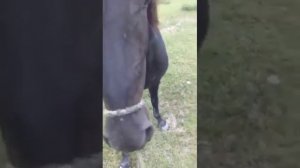 Обучение лошади с нуля