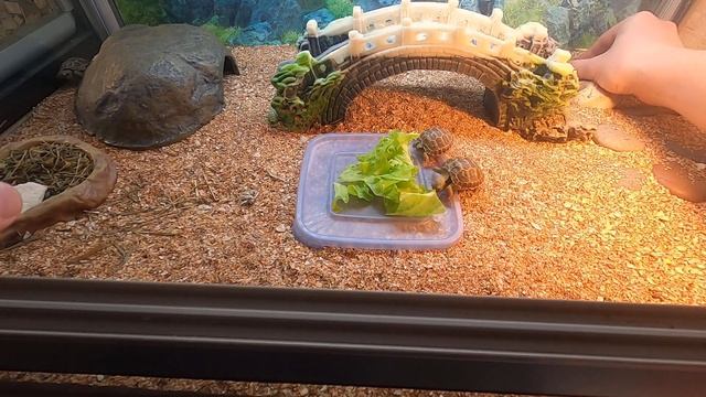 Кормление маленьких среднеазиатских черепах. Особенности питания. смотреть онлайн