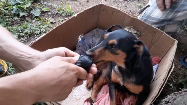 РОЖДЕНИЕ ЩЕНКОВ МИЛОТА И НЕЖНОСТЬ смотреть онлайн