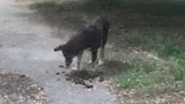 Собака ест говно! смотреть онлайн