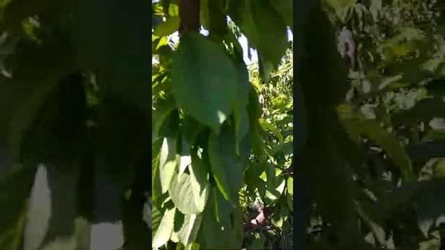 Промалин по черешне (часть 3, сравнение) смотреть онлайн