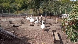 //Сколько можно оставить гусынь на одного гусака или утака //Говорим сколько буду оставлять гусей /