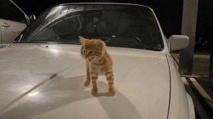 ANNA ASTI - бумеранг ||speed up||