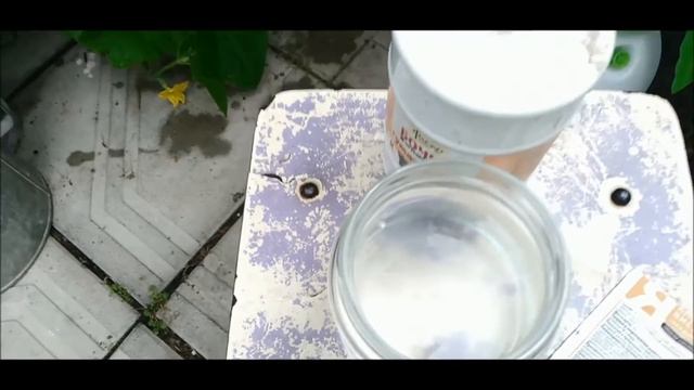 Огурцы обожают янтарную кислоту и дают урожай до самых холодов!