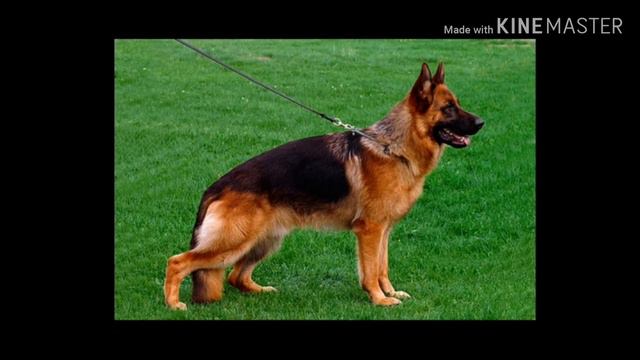 Топ 5 самых умных пород собак
