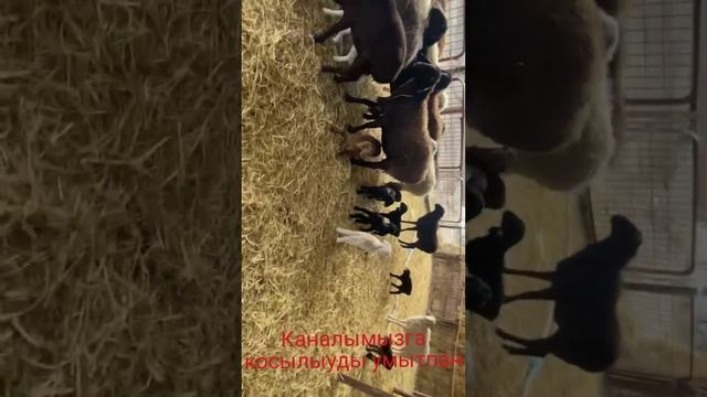Шымбай/2023/Панаев/ Фармга/ Саяахат/3.литр / сут беретин /койлар/ Каракалпакстан/мал базар