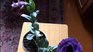 Цветок не для всех!! Чудесная эустома, или по другому - лизиантус.