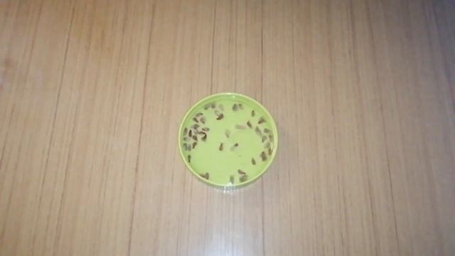 Как легко посадить гранат в домашних условиях смотреть онлайн