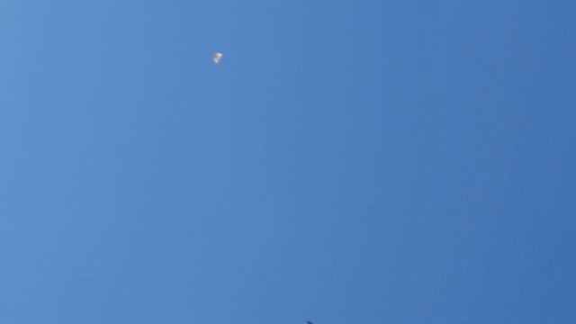 13.04.19. Голуби полетали плохо. The pigeons flew badly. смотреть онлайн