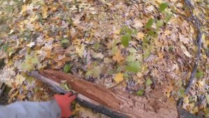 Можно ли собирать валежник в лесу и что за это будет?