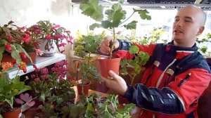 Практические советы как ухаживать за геранью