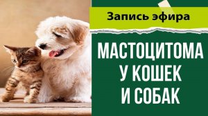 Мастоцитома у кошек и собак