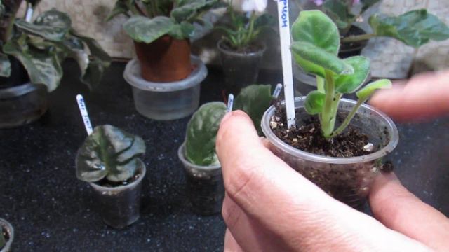 Лист фіалки з дітками. Таке може статися . смотреть онлайн