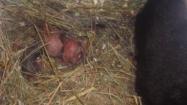 Почему крольчиха съедает своих новорожденных крольчат смотреть онлайн