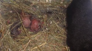 Почему крольчиха съедает своих новорожденных крольчат