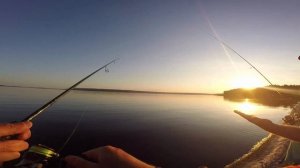 Окунь как из пулемета! Ловля окуня вечером с берега на спиннинг