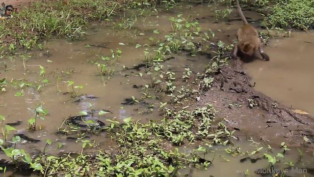 Wow! Why Brother Step On Baby's Head Into Dirty Mud-Dirty Water Daily Monkeys Man #401 смотреть онлайн