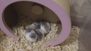 ХОМЯКИ СДЕЛАЛИ ДОМИК ИЗ КОЛЕСИКА :)