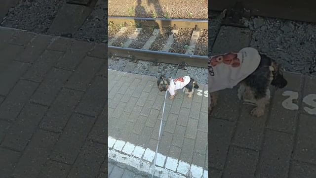 Едем в поезде с собакой Бонитой на море! 🌅Едем с йорком на море смотреть онлайн