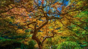 Релакс музыка : Анугама - Sweetness Of The Earth