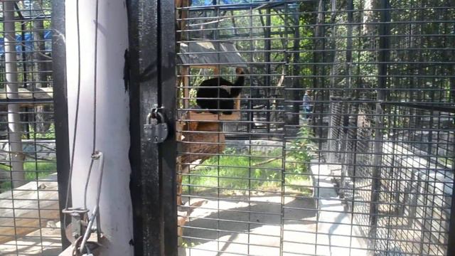 Гиббон кампучийский смотреть онлайн