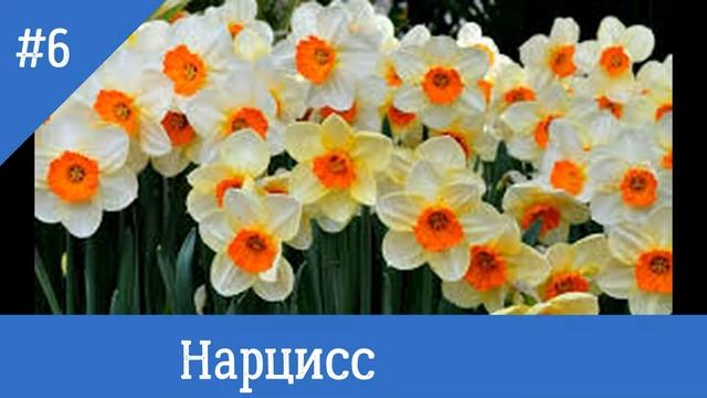 11 самых первых весенних цветов в саду