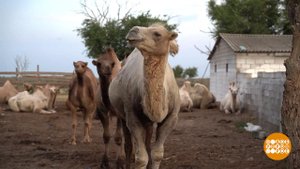 Ну здравствуйте, верблюды! Доброе утро. Фрагмент выпуска от 21.08.2023