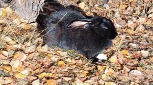 Ноев ковчег на Зюраткуле