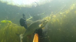 Подводная охота Тяжёлый сплав и хороший улов