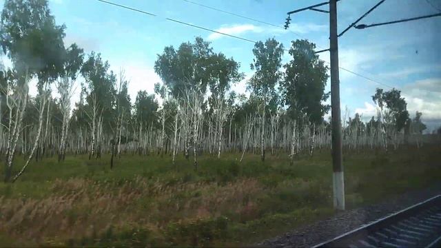 24.08.2021. Россия. Иркутская область. Берёзовый лес к западу от Зимы. Часть 1