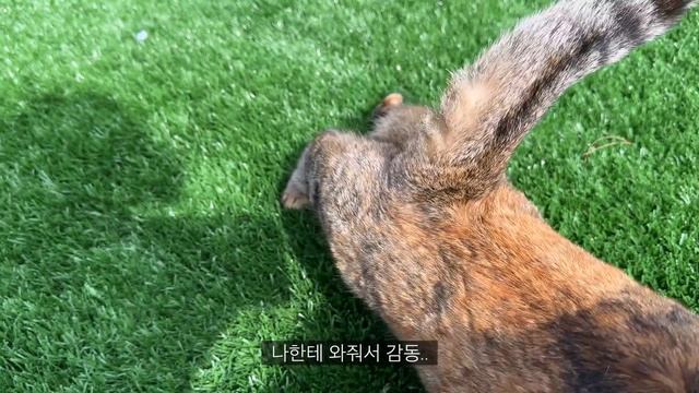 ENG)?불그리와 만들고 뿌링클 먹고 스파이럴라이저 핫도그 만들기 코스트코 쇼핑한 일상, 애견펜션 여행, 건강주스, 바나나오트밀쿠키, 만두탕, 마라불닭납작당면