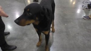 Содержание босерона