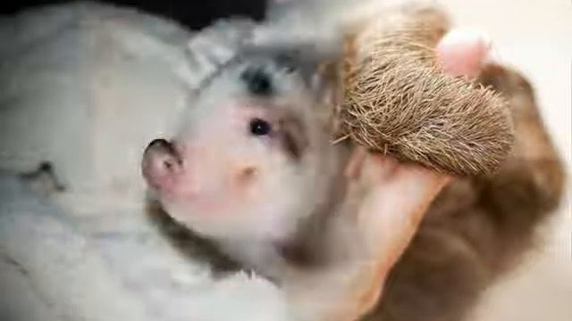 Вы видели как улыбаются животные? смотреть онлайн