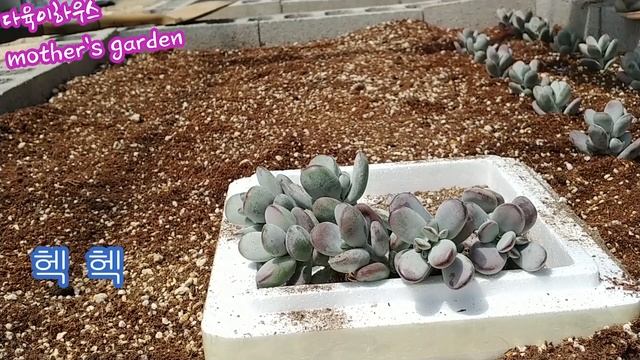 방울봉랑 가득 심어보기 Planting cotyledon orbiculata in the garden смотреть онлайн