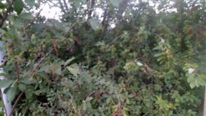 Ягоды черёмухи