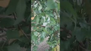 Лучший сорт персика для среднего климата.