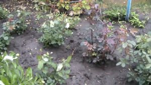 Розы в саду весной.