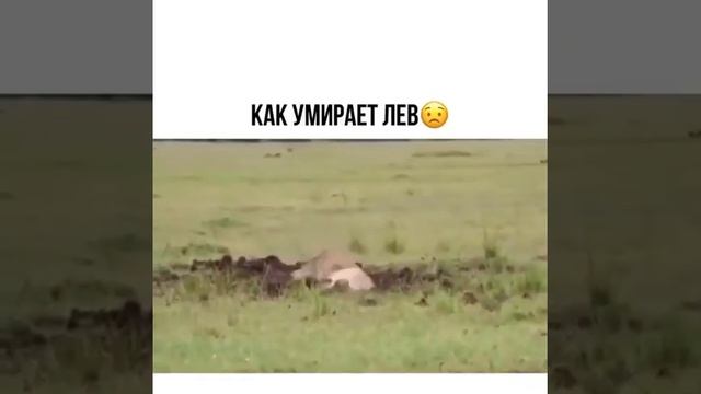 Как умирает лев