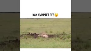 Как умирает лев?!...