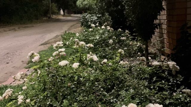 ЯРКИЕ АКЦЕНТЫ НА КЛУМБАХ В НАШЕМ САДУ. Приподнятые клумбы. Миксбордер.