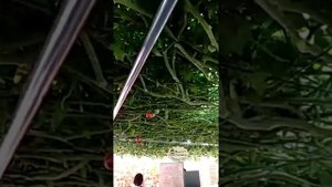 Томатное дерево,неужели оно существует?