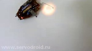 The cockroach runs behind light