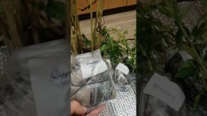 Флоксы посылка  от коллекционера! Восторг да и только 🤗