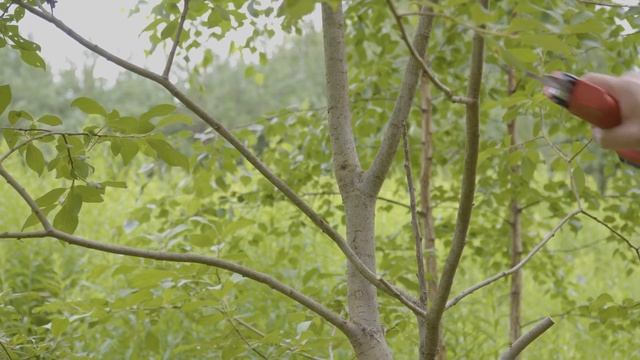 Аккумуляторный секатор WORTEX CBS 2535 ALL1 смотреть онлайн