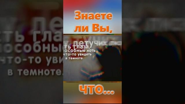 Знаете ли Вы, Что? Летучая мышь