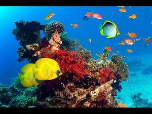 ШАРМ ЭЛЬ ШЕЙХ