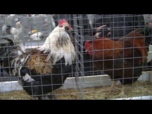 Куры на VI самой престижной выставке по породному птицеводству и мелкому животноводству.