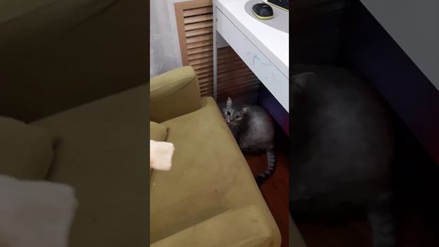 Коту не дали поиграть🤣 и чипсы Кот есть не хочет🥰 смешные котики)