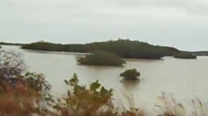 Мангровые леса на Кубе.