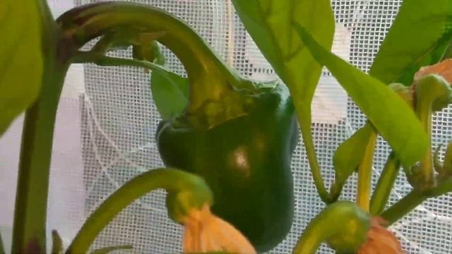Выращивание сладкого перца. На балконе в октябре смотреть онлайн